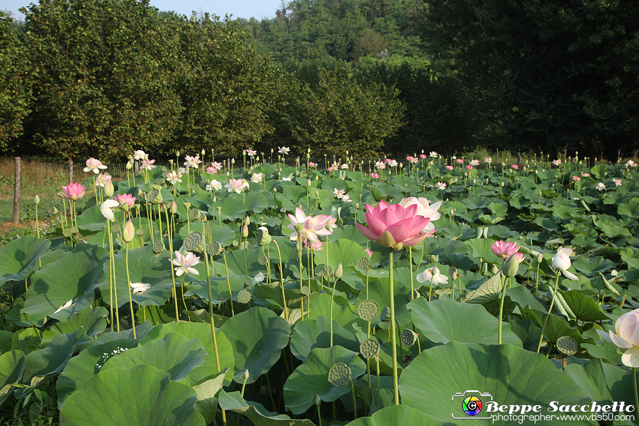 VBS_6510 - Fioritura Loto Laghetto Vezza d'Alba.jpg